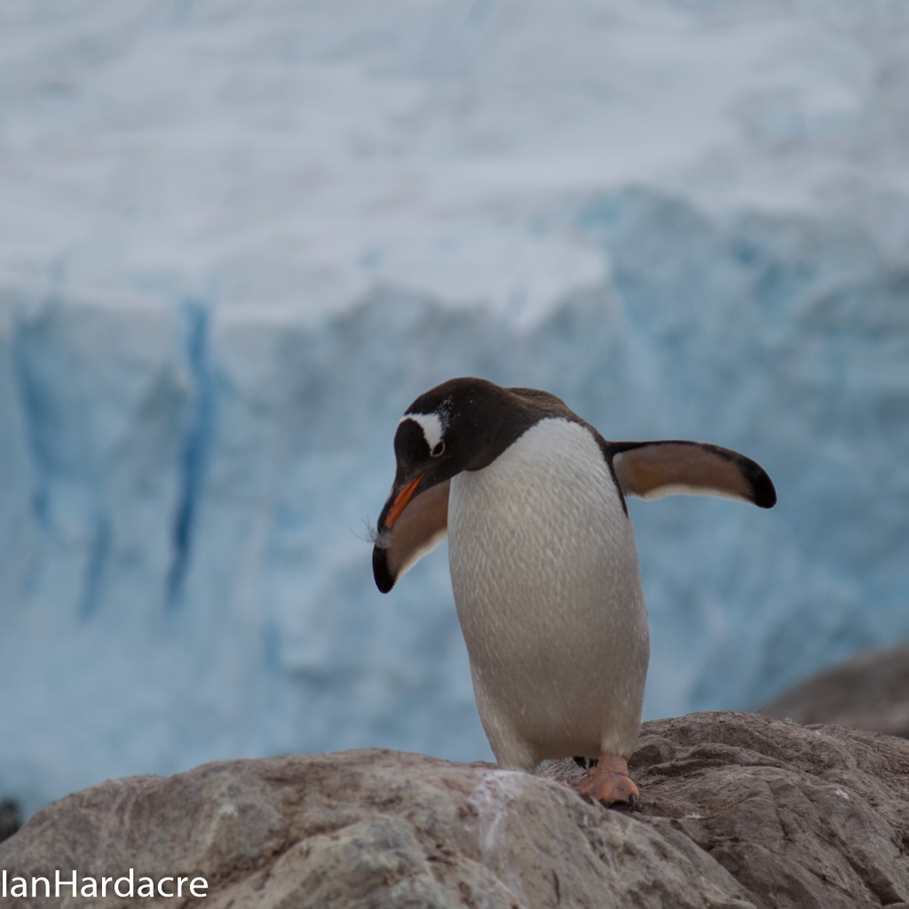 Gentoo penguin at Neko Harbour - Ian Hardacre